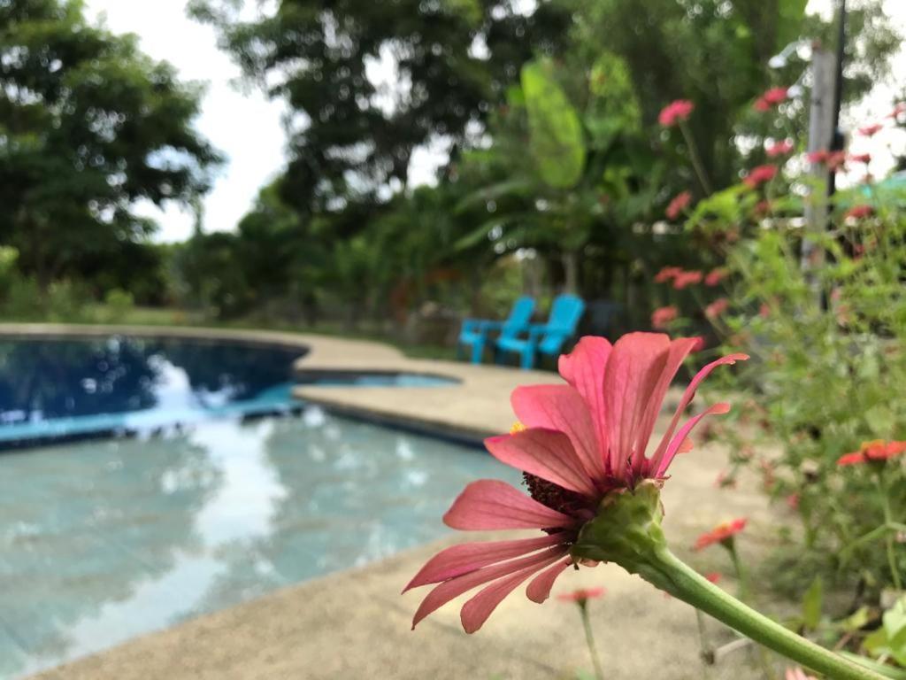 ホテル Quinta El Mamey Río Verde エクステリア 写真